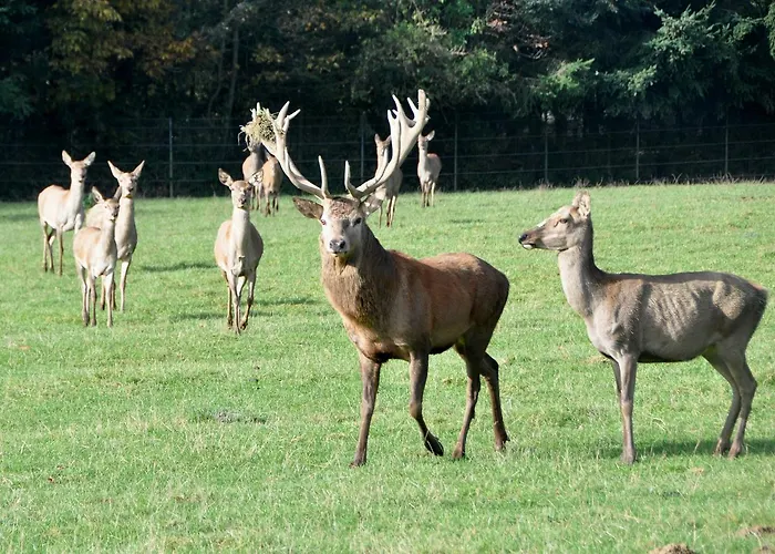 Eifelperle Hotel Laubach (Rhineland-Palatinate)